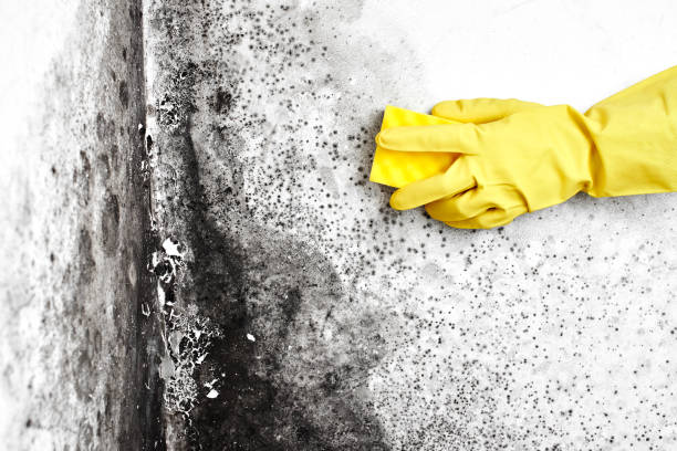 Professional Mold Removal in Ortonville, MI